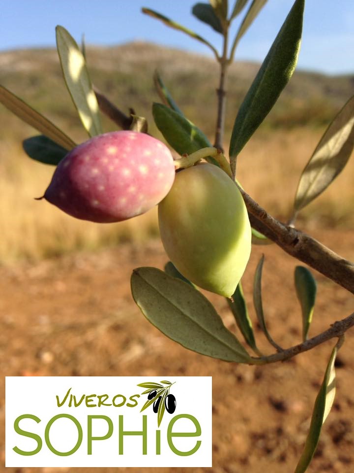 Variedad de olivo CANETERA